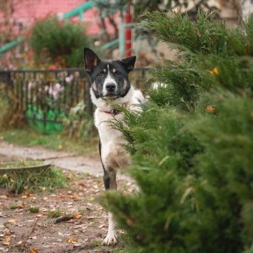 Собаки в добрые руки - Альба - 2