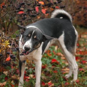 Собаки в добрые руки - Альба - 3