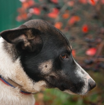 Собаки в добрые руки - Альба - 4