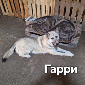 Гарри - Собаки в добрые руки