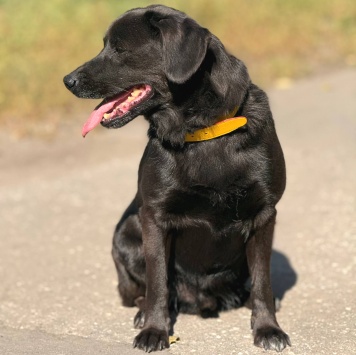 Собаки в добрые руки - Марио - 2