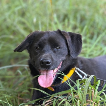 Собаки в добрые руки - Марио - 3