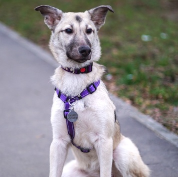 Собаки в добрые руки - Келли - 2