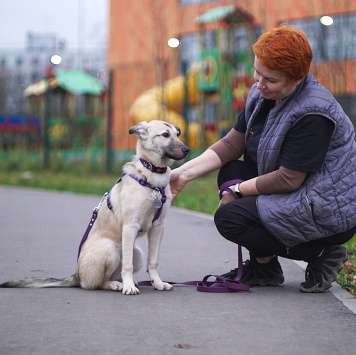 Собаки в добрые руки - Келли - 4
