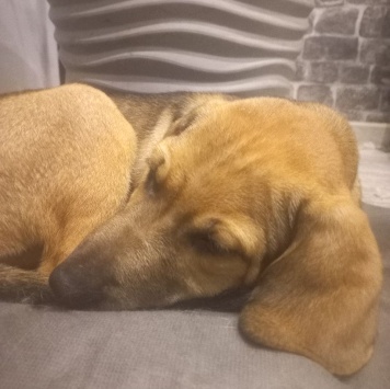 Рой - Собаки в добрые руки