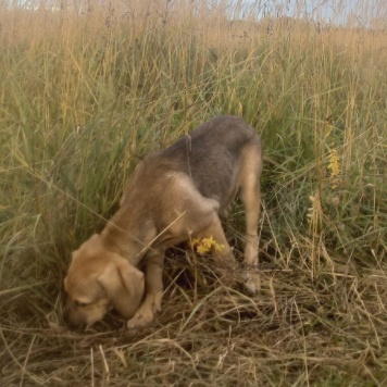 Собаки в добрые руки - Рой - 2