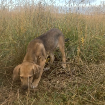 Собаки в добрые руки - Рой - 3