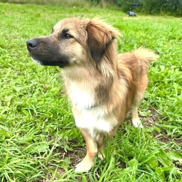 Собаки в добрые руки - Молли - 1