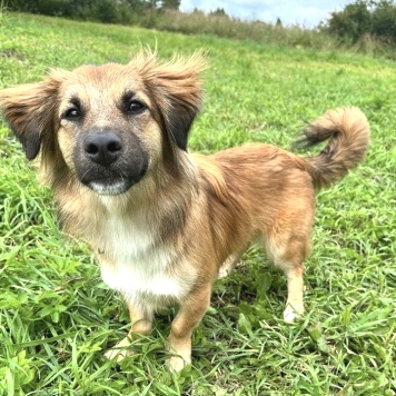 Собаки в добрые руки - Молли - 2