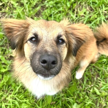 Собаки в добрые руки - Молли - 3