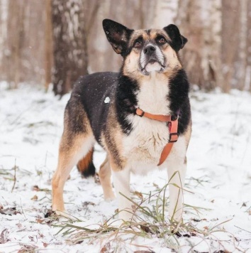 Сью - Собаки в добрые руки