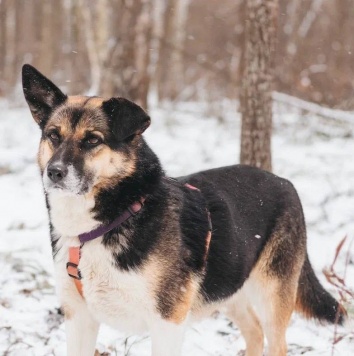 Собаки в добрые руки - Сью - 1