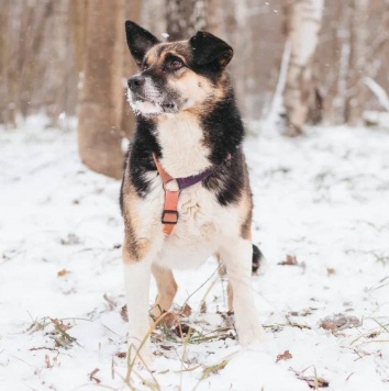 Собаки в добрые руки - Сью - 2