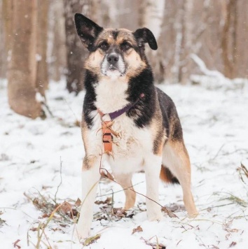 Собаки в добрые руки - Сью - 3