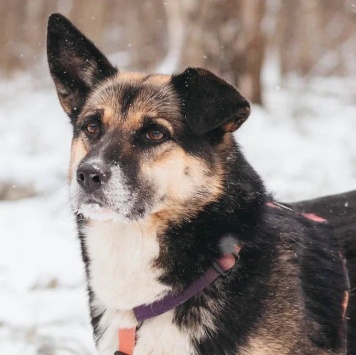 Собаки в добрые руки - Сью - 4