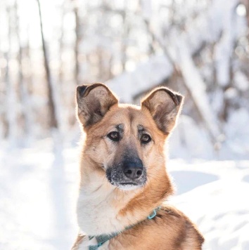 Шарки - Собаки в добрые руки