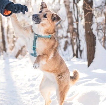 Собаки в добрые руки - Шарки - 1