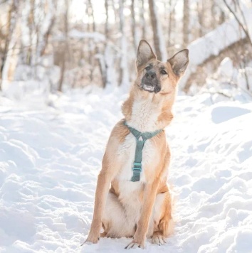 Собаки в добрые руки - Шарки - 2