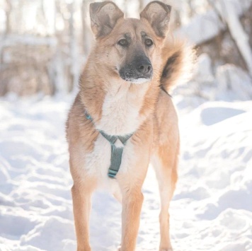 Собаки в добрые руки - Шарки - 3