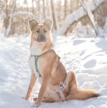 Собаки в добрые руки - Шарки - 4