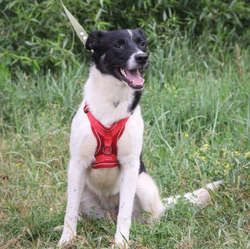 Собаки в добрые руки - Юта - 1