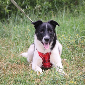 Собаки в добрые руки - Юта - 2