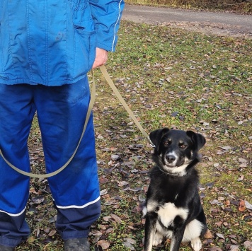 Малышки - Собаки в добрые руки