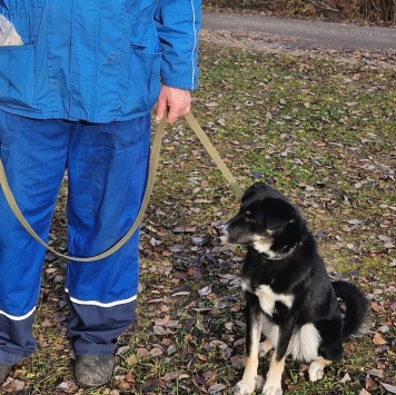 Собаки в добрые руки - Малышки - 2