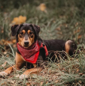 Собаки в добрые руки - Барселона