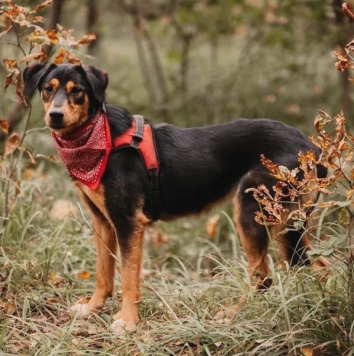 Собаки в добрые руки - Барселона - 1