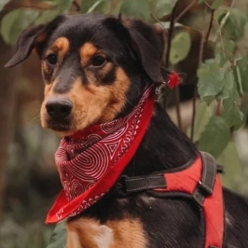 Собаки в добрые руки - Барселона - 2