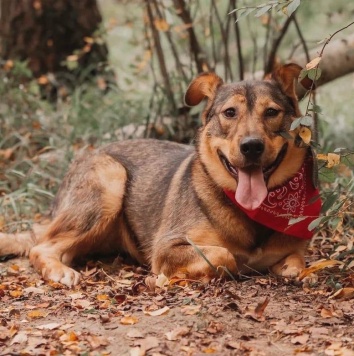 Адалия - Собаки в добрые руки