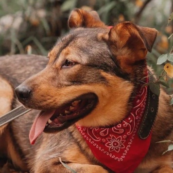 Собаки в добрые руки - Адалия - 2