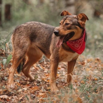 Собаки в добрые руки - Адалия - 3