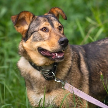 Собаки в добрые руки - Адалия - 4