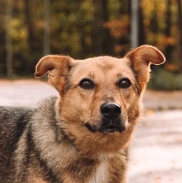 Собаки в добрые руки - Адалия