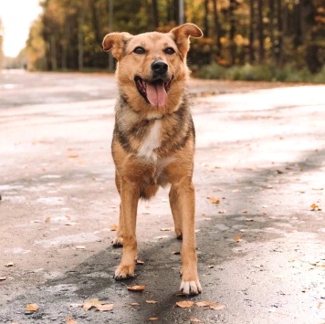 Собаки в добрые руки - Адалия - 1