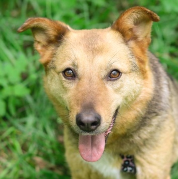 Собаки в добрые руки - Адалия - 2