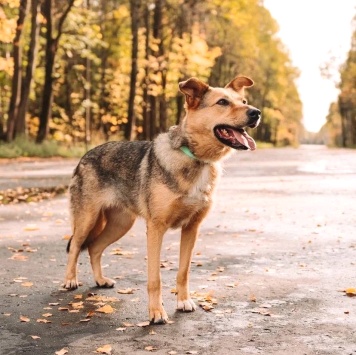 Собаки в добрые руки - Адалия - 3