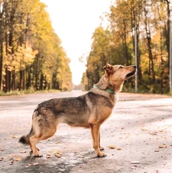 Собаки в добрые руки - Адалия - 4