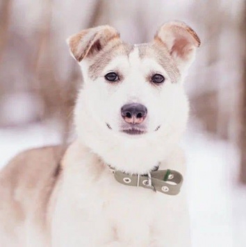 Собаки в добрые руки - Люси