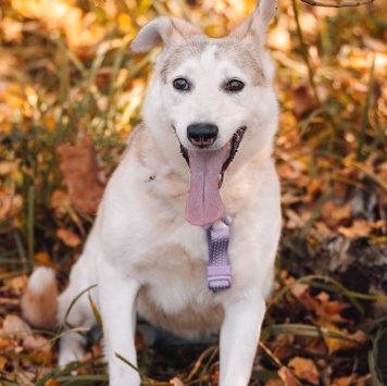 Собаки в добрые руки - Люси - 2