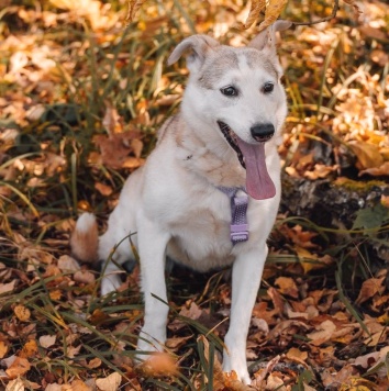 Собаки в добрые руки - Люси - 3