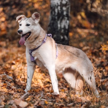 Собаки в добрые руки - Люси - 4