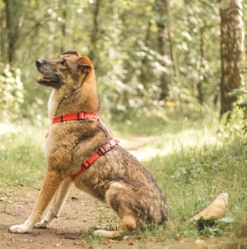 Собаки в добрые руки - Пенни - 1