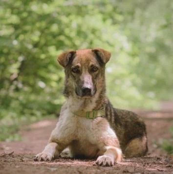 Собаки в добрые руки - Пенни - 2