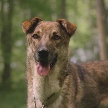 Собаки в добрые руки - Пенни - 3