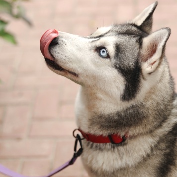 Собаки в добрые руки - Булка - 1