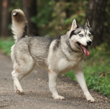 Собаки в добрые руки - Булка - 2