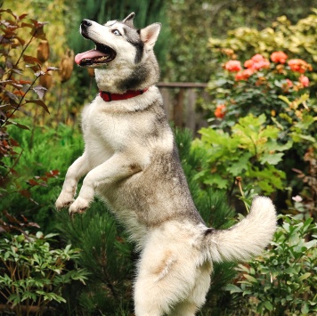 Собаки в добрые руки - Булка - 3